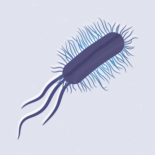 Ilustración de bacteria 