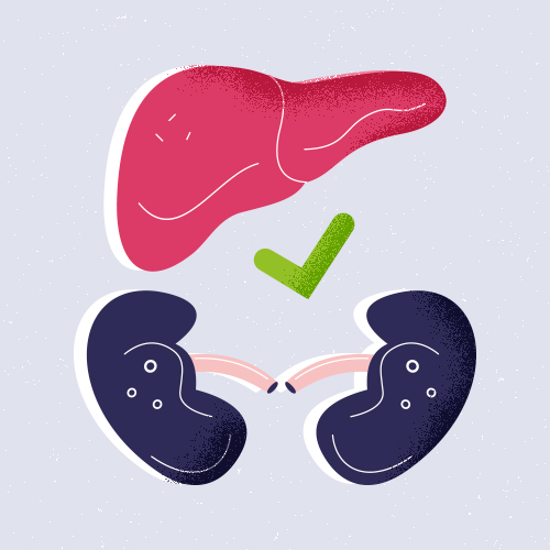 Illustration of a liver and kidneys as a benefit of taking the Andean mashua