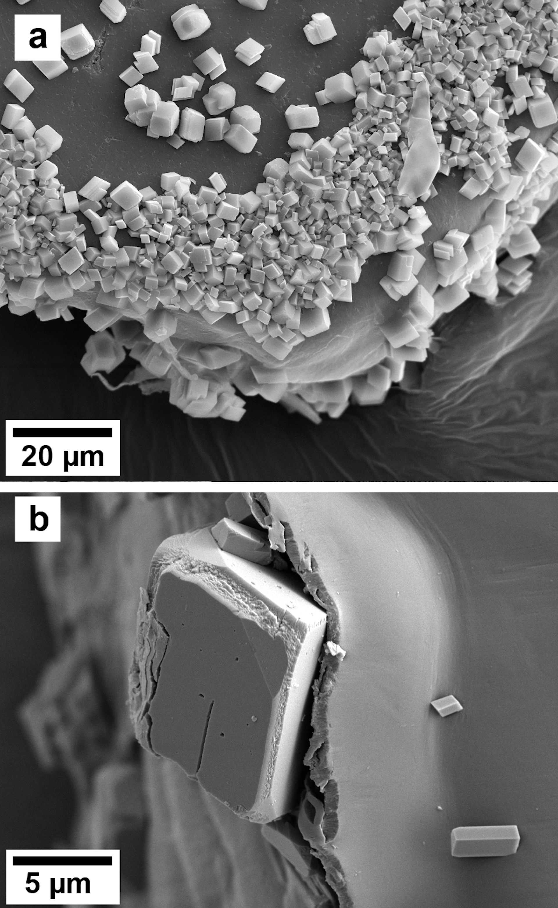 Imágenes ampliadas en blanco y negro de partículas de purpurina