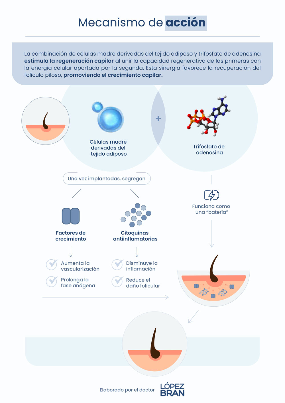 Terapia para revertir la alopecia en ratones Mecanismo acción terapia para revertir la alopecia