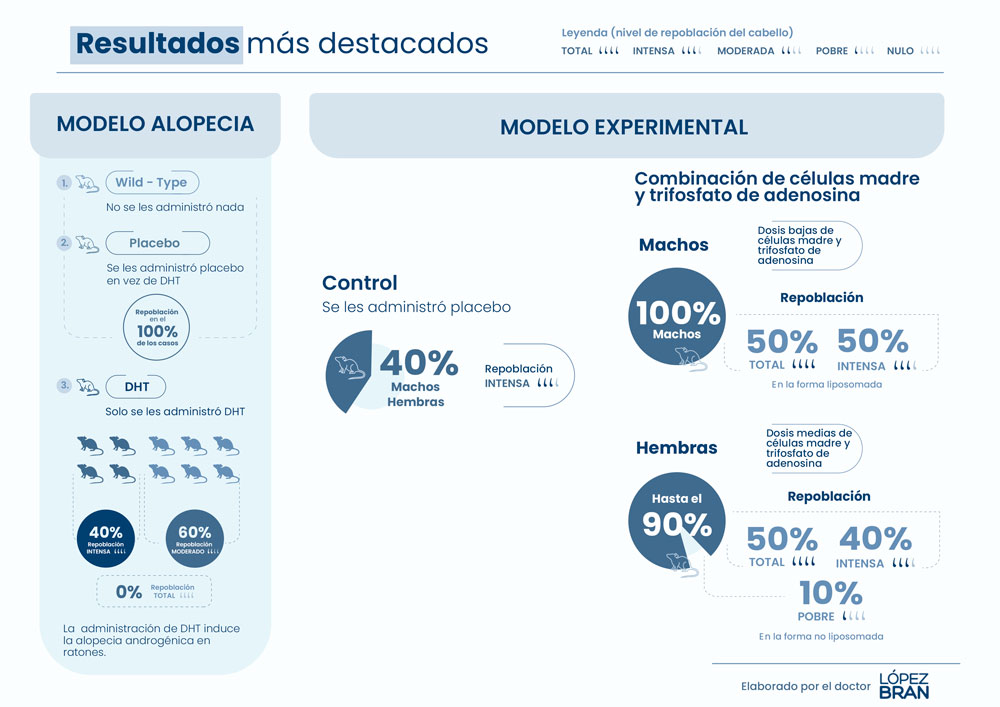 Resultados Terapia para revertir la alopecia en ratones Resultados del estudio del Clínico San Carlos sobre terapia para revertir la alopecia