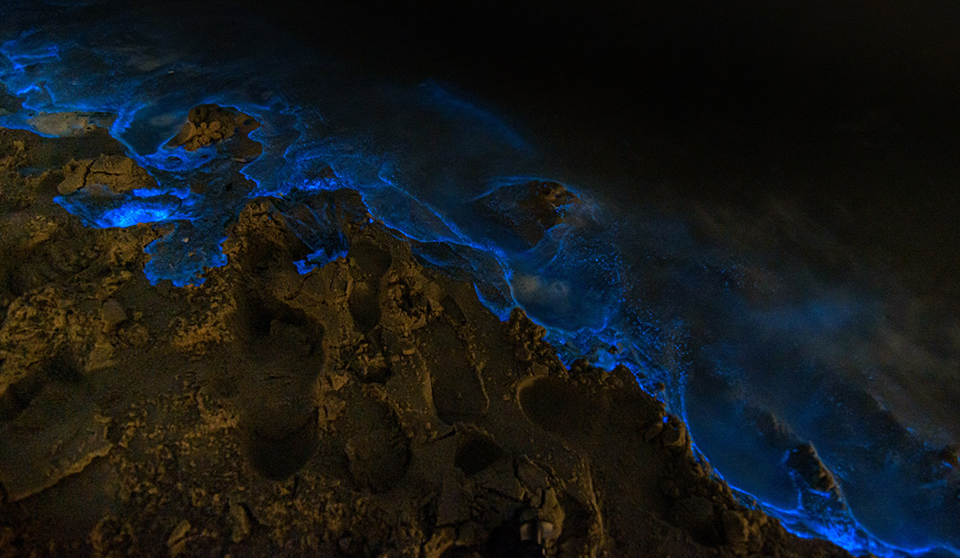Plancton bioluminiscente Plancton bioluminiscente ilumina el mar