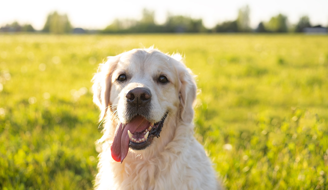 La lengua aumenta la superficie húmeda en contacto con el aire, y les ayuda a regular la temperatura Perro jadeando