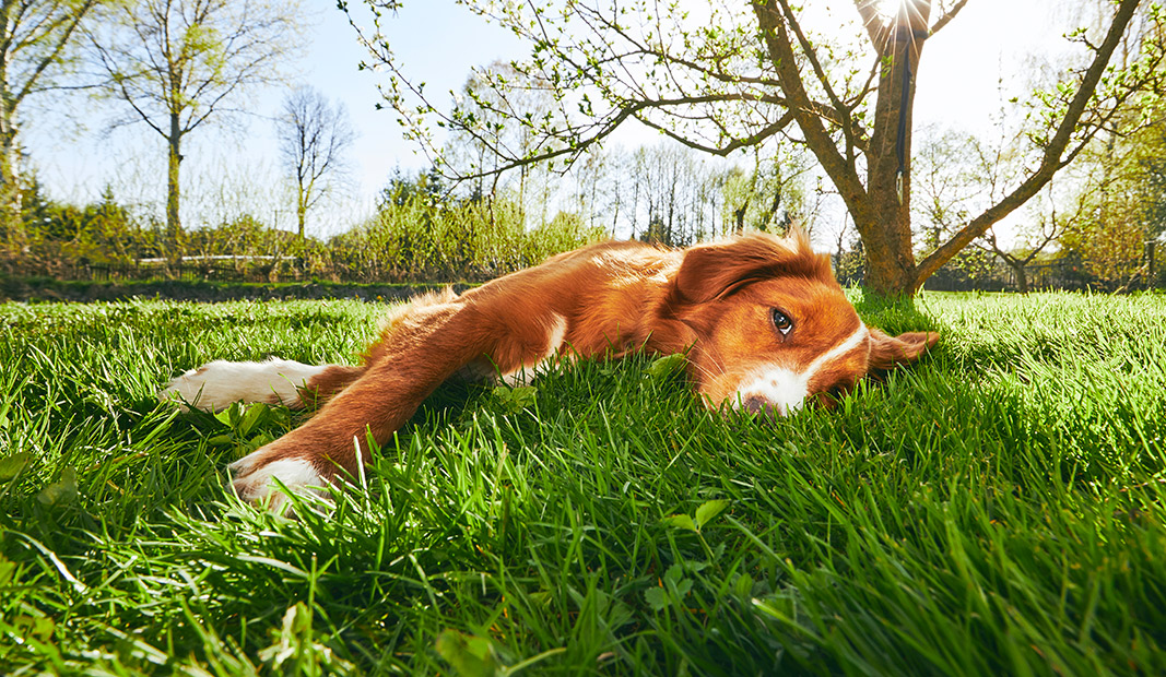 Perro cansado en el parque por el calor Perro acostado sobre el césped con signos de cansancio por calor