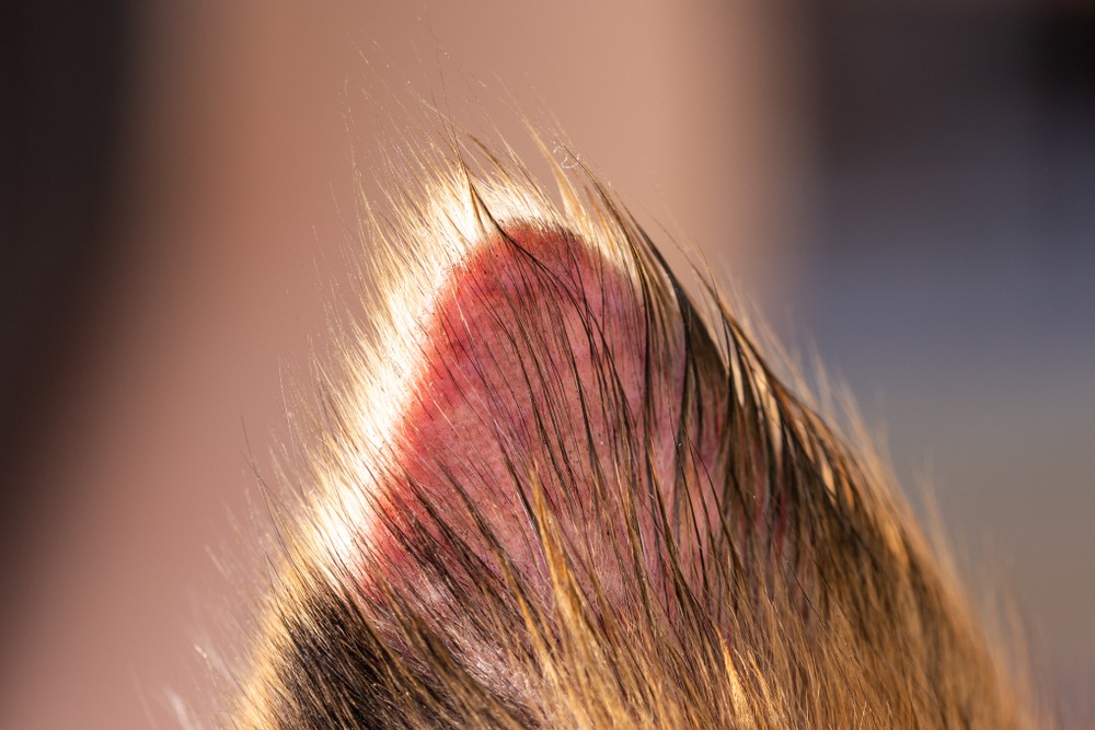Oreja animal quemada por el sol Oreja de mascota con signos de quemadura solar
