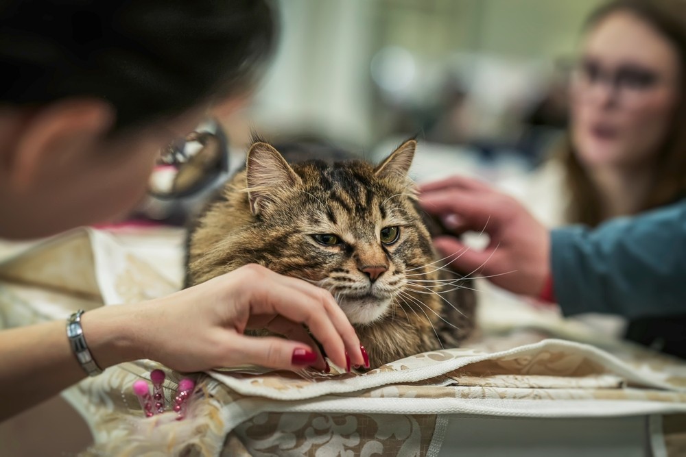 Gato con signos de dependencia Gato tranquilo busca atención siendo acariciado por dos personas