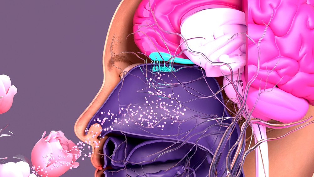 Cómo percibimos los olores en el cerebro Ilustración de los componentes del sistema olfativo