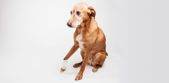 Cojera en los perros: causas soluciones a la canina