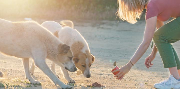 Perros callejeros, al de la pandemia