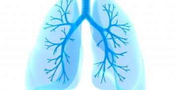 Ilustración de los pulmones humanos
