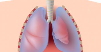 Infografía de los pulmones humanos