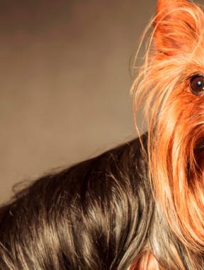 Retrato de un yorkshire terrier