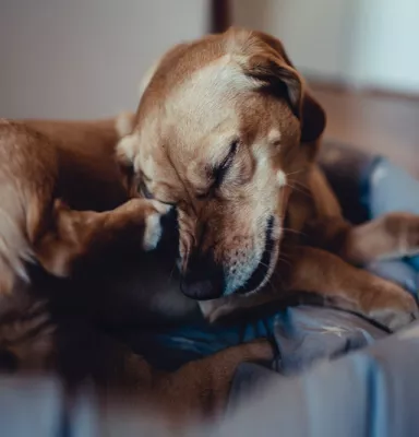 Enfermedades de la piel en perros Problemas en la piel en perros
