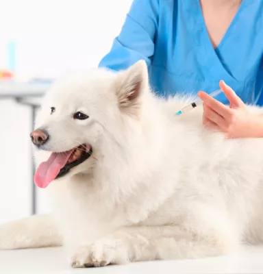 Vacunación de los perros domésticos