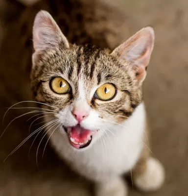 Tu gato maúlla demasiado