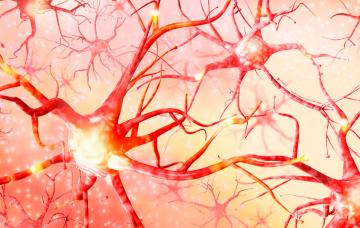 Muerte de neuronas provocan demencia