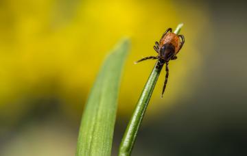 Garrapata causante de la borreliosis Causas de la enfermedad de Lyme