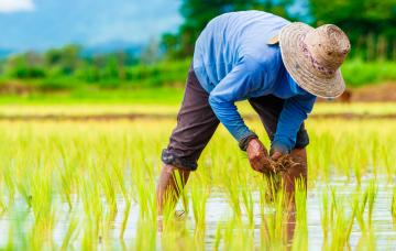Causas de la melioidosis Causas de la melioidosis