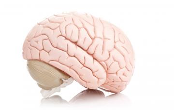 Problemas cerebrales como causas del síndrome de Tourette