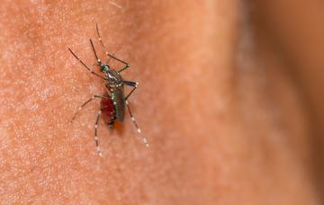 Causas de la fiebre por el virus Mayaro Causas de la fiebre por el virus Mayaro