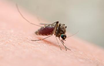 Causas de la fiebre de Oropouche Mosquito que provoca la fiebre de Oropouche