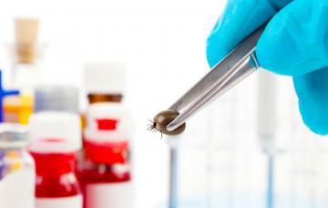 Garrapata clave en el diagnóstico de la enfermedad de Lyme Diagnóstico de la enfermedad de Lyme