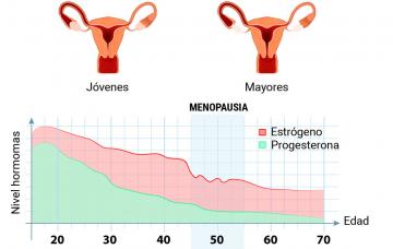 Niveles hormonales en la menopausia