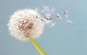 Polen de planta Tipos de asma