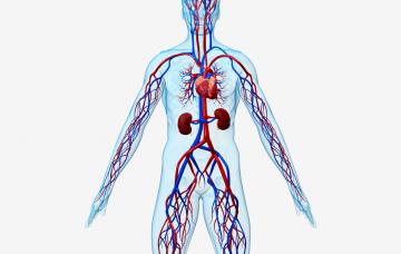 Enfermedades cardiovasculares (ilustración) Enfermedades cardiovasculares