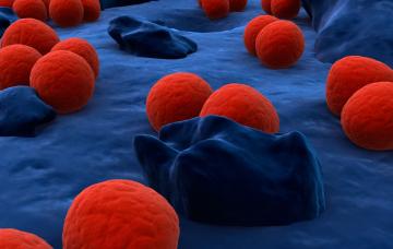 Gonorrea en el organismo