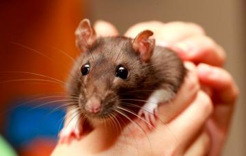 Persona en contacto con un ratón