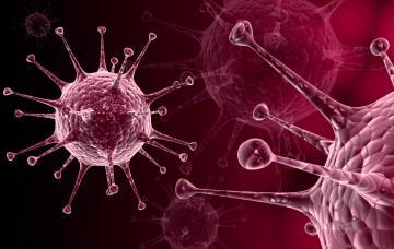 Herpes genital al microscopio