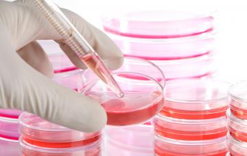 Organoides artificiales: ciencia ficción para la medicina Pruebas de laboratorio para desarrollar organoides artificiales