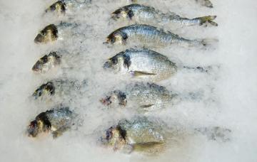 Pescados conservados en hielo para su venta