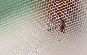 Prevención del dengue Mosquitera para la prevención del dengue