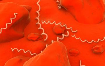 Sifilis en el organismo