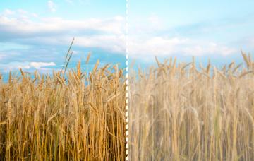Síntomas de las cataratas Síntomas de las cataratas