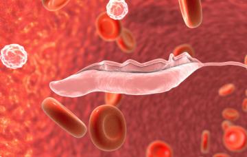 Trypanosoma brucei