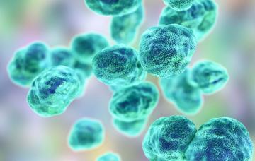 Causas de la turalemia Bacterias causante de la tularemia