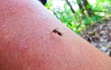 Causas de la infección por el virus Usutu Mosquito infectado con virus Usutu