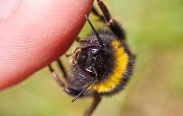 Abeja picando a una persona Abeja posada en el dedo de una persona e inoculando su veneno
