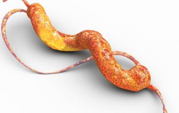 Campylobacter Campylobacter, bacteria al microscopio