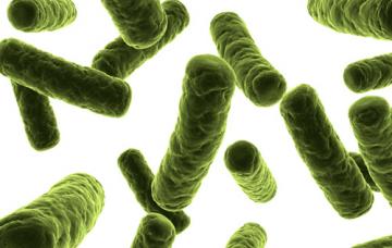 Bacteria Corynebacterium diphtheriae Causas de la difteria. Cómo se contagia
