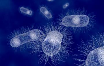 Causas de las infecciones urinarias Bacterias causantes de las infecciones urinarias