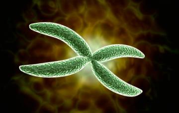 Cromosoma afectado en síndrome de Angelman