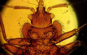 Cimex lectularius o chinche Chinche de la cama