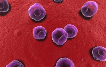 Clamidia al microscopio