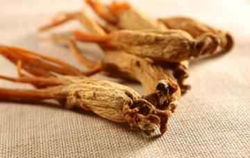 Ginseng el mejor estimulante natural