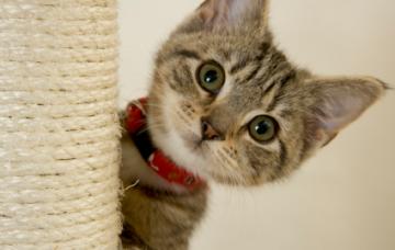 Causas del asma El pelo de gato puede causar asma