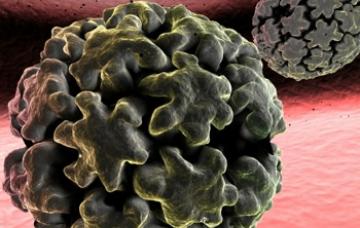 Virus del Papiloma Humano (VPH) al microscopio